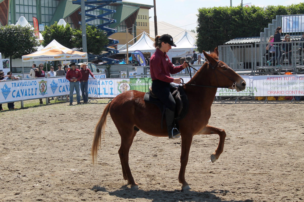 san-savino-gallery-gran-gala-03 Ivrea San Savino Gran Galà equestre